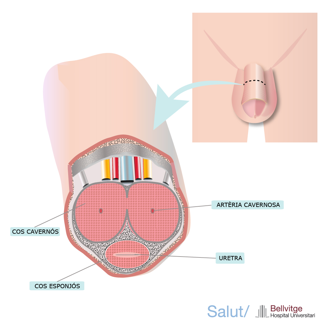 Anaomia del penis HUB