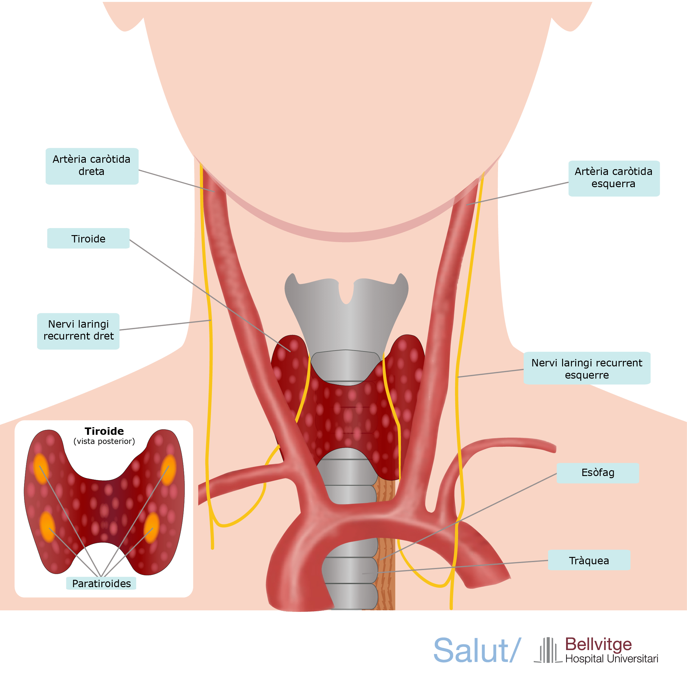 anatomia tiroide HUB