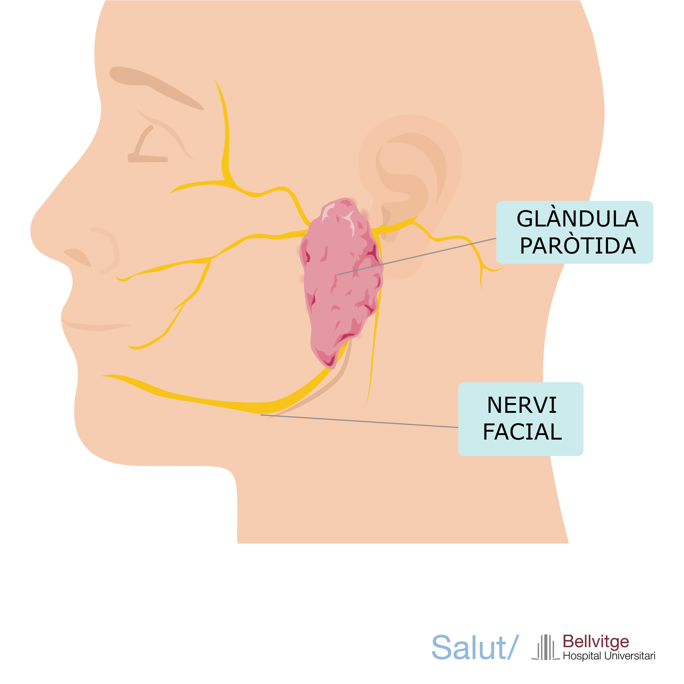 nervi facial glandula parotida HUB