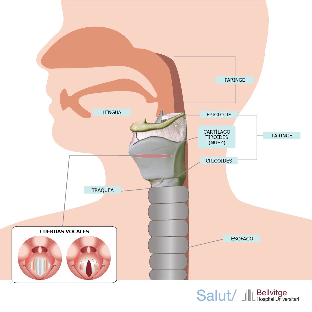 laringe y cuerdas vocales