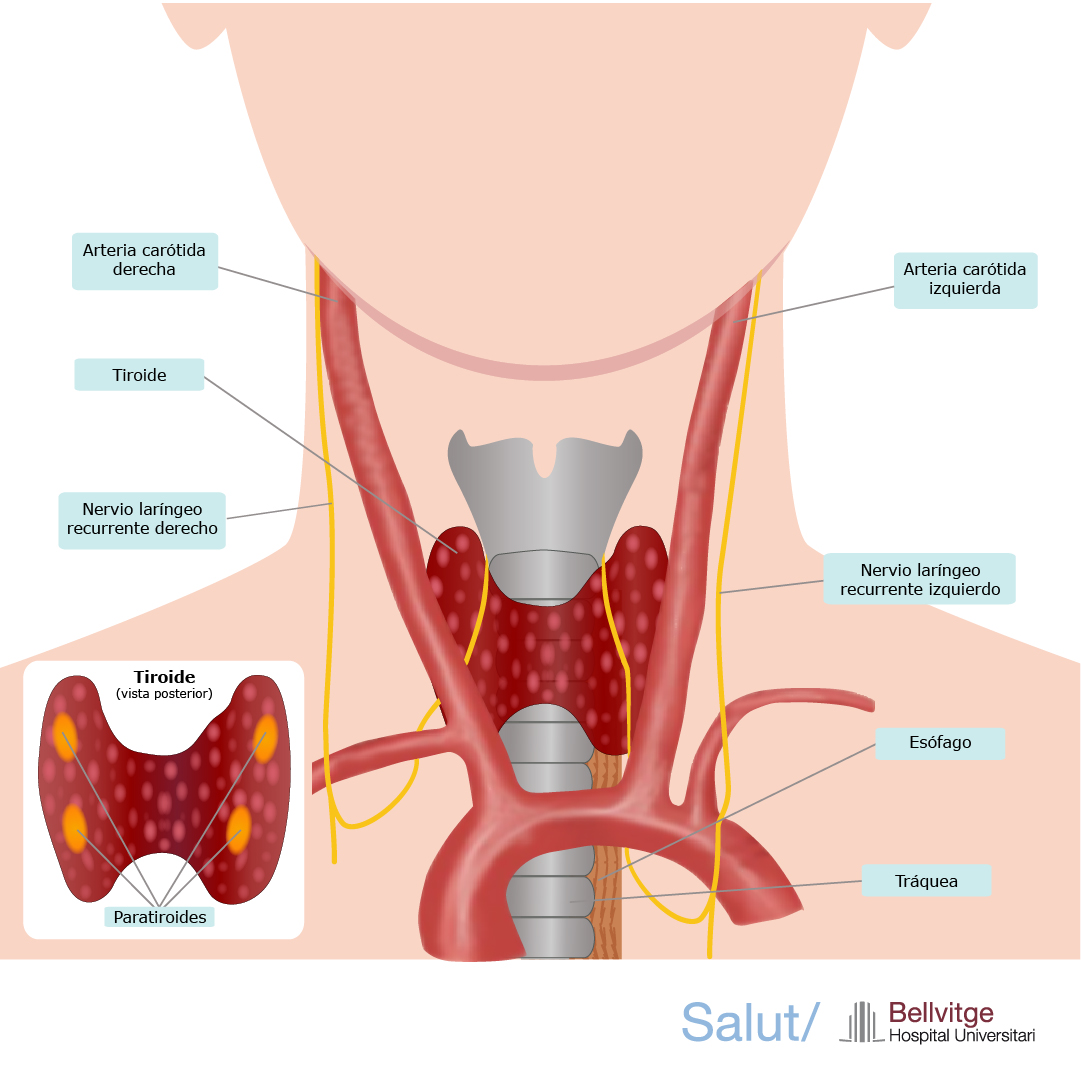 anatomia tiroide