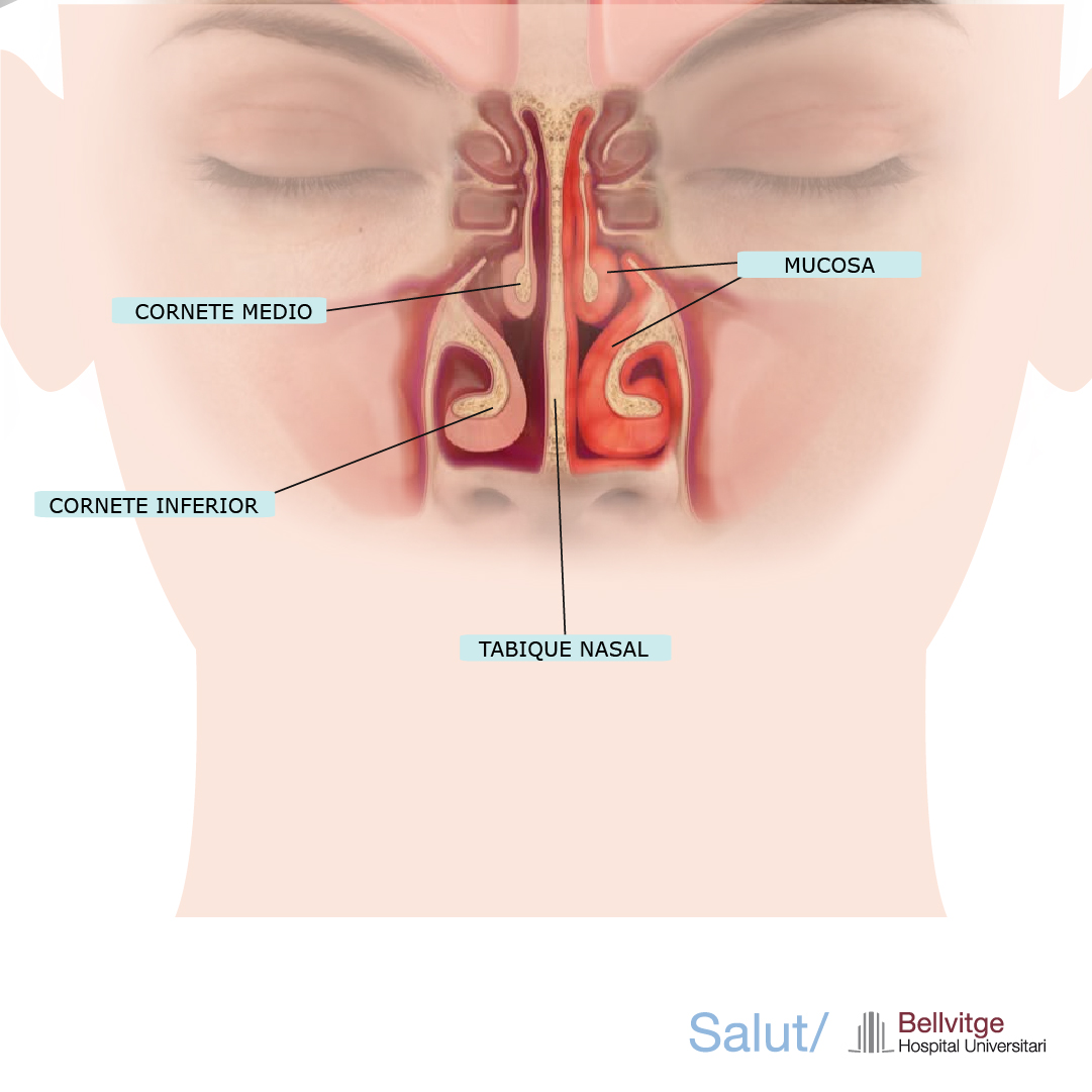cavidad nasal