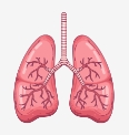 pulmons