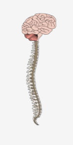 medula espinal medula espinal