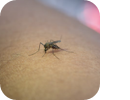 mosquit