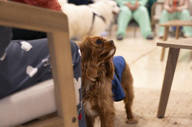 L’Hospital de Bellvitge incorpora la teràpia assistida amb gossos al tractament de la salut mental