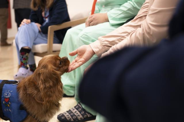 L’Hospital de Bellvitge incorpora la teràpia assistida amb gossos al tractament de la salut mental