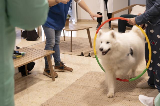 L’Hospital de Bellvitge incorpora la teràpia assistida amb gossos al tractament de la salut mental