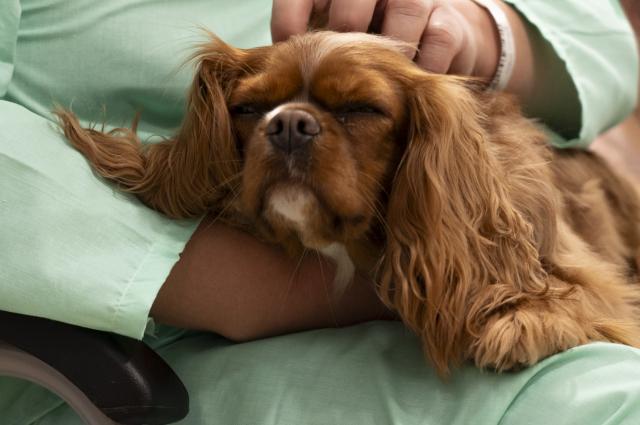L’Hospital de Bellvitge incorpora la teràpia assistida amb gossos al tractament de la salut mental