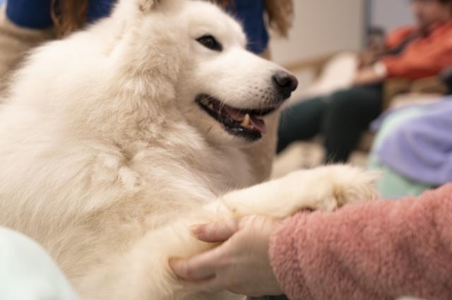 L’Hospital de Bellvitge incorpora la teràpia assistida amb gossos al tractament de la salut mental