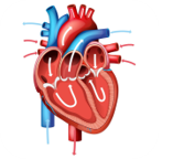 corazón circulacion sangre