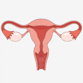 endometri