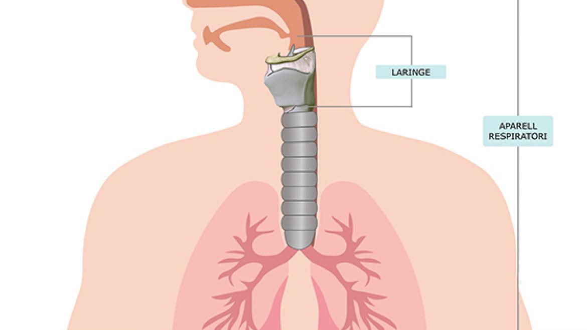 anatomia general laringue HUB