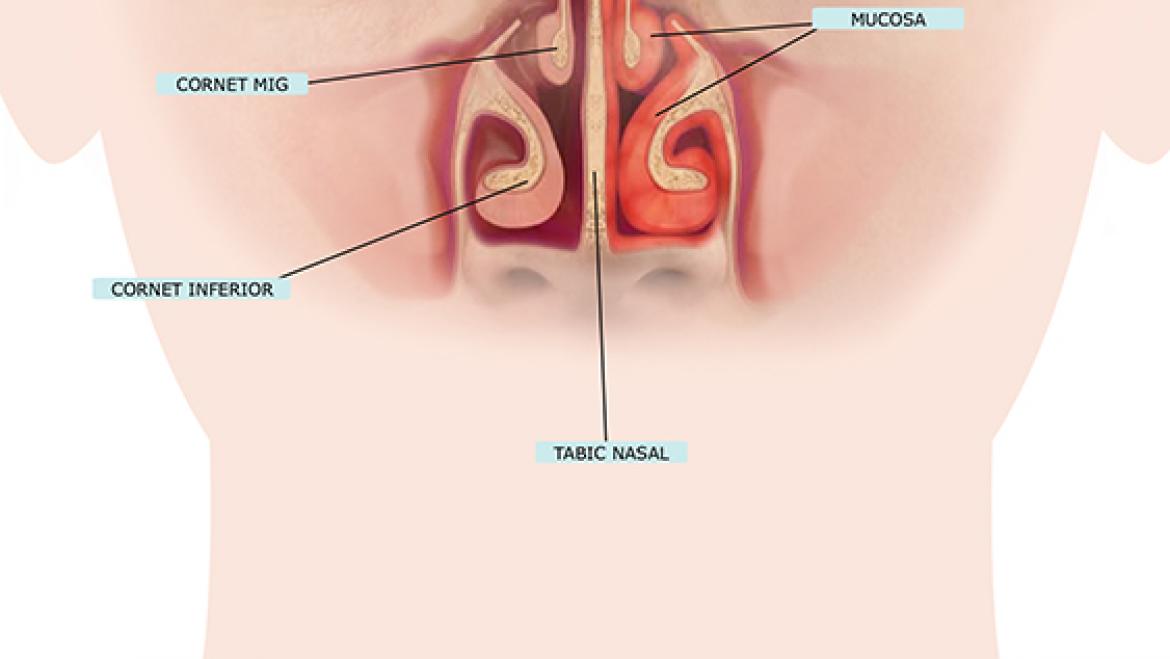 vista frontal cavitat nasal HUB
