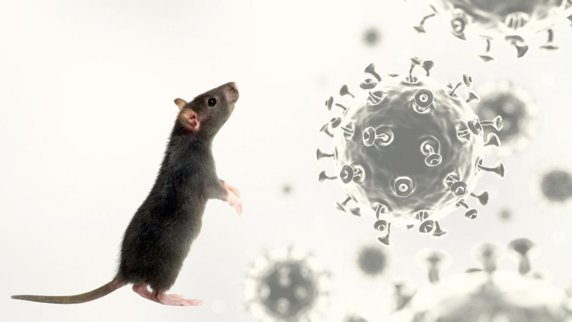 hantavirus covid